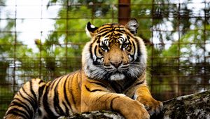 Preview wallpaper tiger, big cat, muzzle, glance, predator