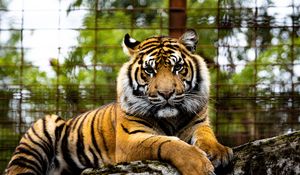 Preview wallpaper tiger, big cat, muzzle, glance, predator