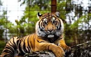 Preview wallpaper tiger, big cat, muzzle, glance, predator