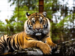 Preview wallpaper tiger, big cat, muzzle, glance, predator