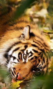 Preview wallpaper tiger, big cat, muzzle, predator, grass, leaves, blur