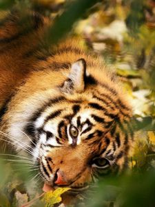 Preview wallpaper tiger, big cat, muzzle, predator, grass, leaves, blur