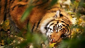 Preview wallpaper tiger, big cat, muzzle, predator, grass, leaves, blur