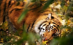 Preview wallpaper tiger, big cat, muzzle, predator, grass, leaves, blur