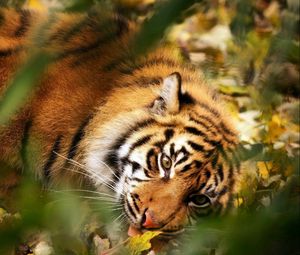 Preview wallpaper tiger, big cat, muzzle, predator, grass, leaves, blur