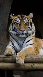 Preview wallpaper tiger, big cat, paws, predator, logs
