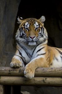 Preview wallpaper tiger, big cat, paws, predator, logs