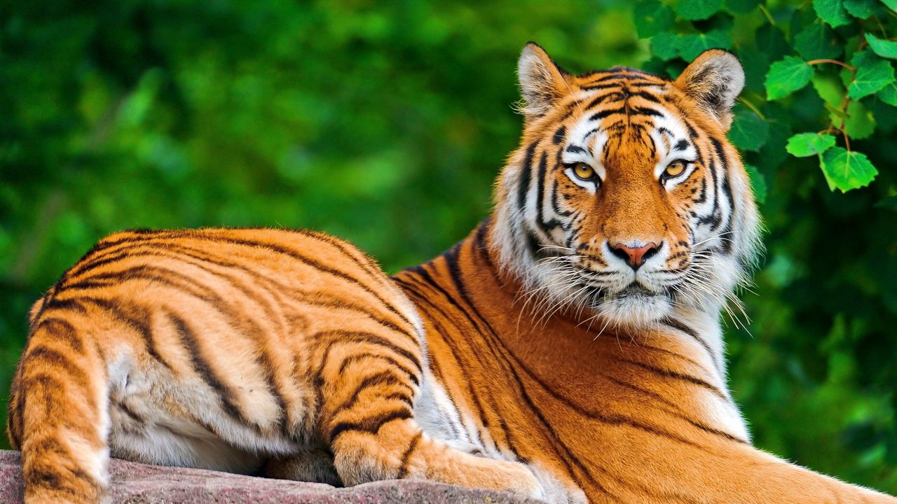 Wallpaper tiger, big cat, predator, look