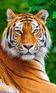 Preview wallpaper tiger, big cat, predator, look