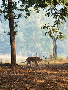 Preview wallpaper tiger, big cat, predator, animal, wildlife, forest