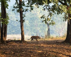 Preview wallpaper tiger, big cat, predator, animal, wildlife, forest