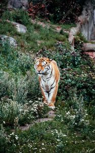 Preview wallpaper tiger, big cat, predator, striped, flowers, grass