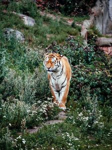 Preview wallpaper tiger, big cat, predator, striped, flowers, grass