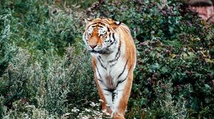 Preview wallpaper tiger, big cat, predator, striped, flowers, grass
