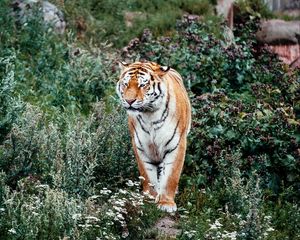 Preview wallpaper tiger, big cat, predator, striped, flowers, grass