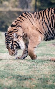 Preview wallpaper tiger, big cat, predator, walking