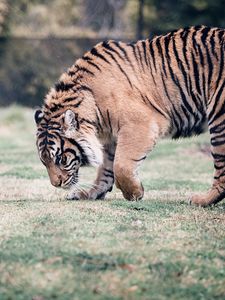 Preview wallpaper tiger, big cat, predator, walking