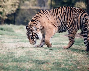 Preview wallpaper tiger, big cat, predator, walking