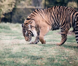 Preview wallpaper tiger, big cat, predator, walking