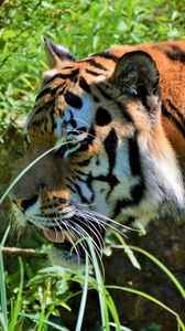 Preview wallpaper tiger, big cat, predator, muzzle