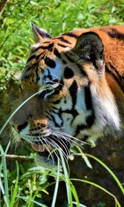 Preview wallpaper tiger, big cat, predator, muzzle