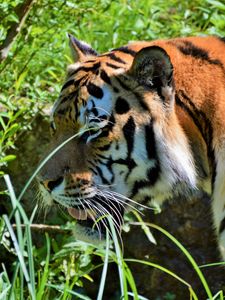 Preview wallpaper tiger, big cat, predator, muzzle