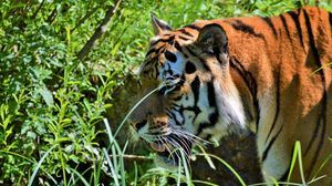 Preview wallpaper tiger, big cat, predator, muzzle