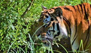 Preview wallpaper tiger, big cat, predator, muzzle