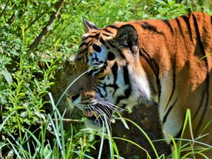 Preview wallpaper tiger, big cat, predator, muzzle