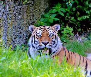 Preview wallpaper tiger, big cat, predator, look