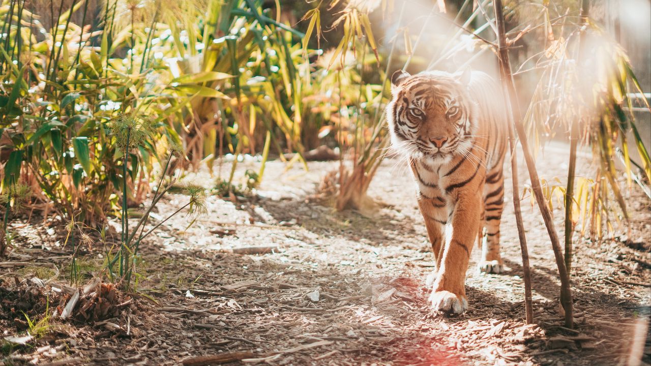Wallpaper tiger, big cat, predator, sunlight