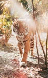 Preview wallpaper tiger, big cat, predator, sunlight