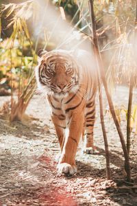 Preview wallpaper tiger, big cat, predator, sunlight