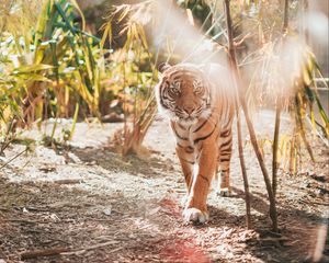 Preview wallpaper tiger, big cat, predator, sunlight