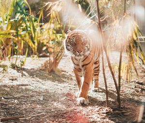 Preview wallpaper tiger, big cat, predator, sunlight
