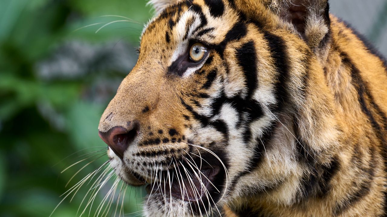 Wallpaper tiger, big cat, predator, animal, wildlife, whiskers