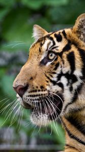 Preview wallpaper tiger, big cat, predator, animal, wildlife, whiskers