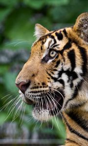 Preview wallpaper tiger, big cat, predator, animal, wildlife, whiskers