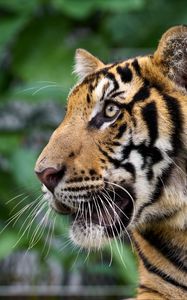 Preview wallpaper tiger, big cat, predator, animal, wildlife, whiskers