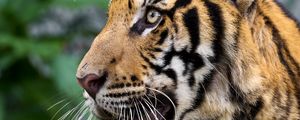 Preview wallpaper tiger, big cat, predator, animal, wildlife, whiskers