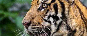 Preview wallpaper tiger, big cat, predator, animal, wildlife, whiskers