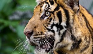 Preview wallpaper tiger, big cat, predator, animal, wildlife, whiskers