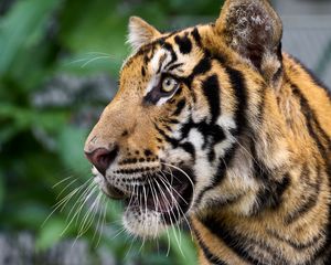 Preview wallpaper tiger, big cat, predator, animal, wildlife, whiskers