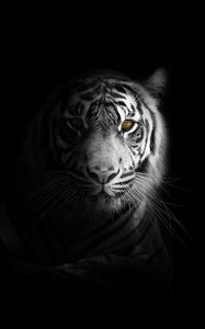 Preview wallpaper tiger, big cat, predator, glance, shadow, black and white