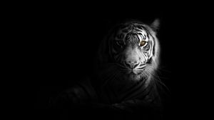Tiger 4k uhd 16:9 wallpapers hd, desktop backgrounds 3840x2160, images and  pictures