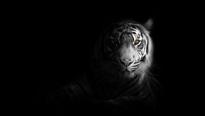 Preview wallpaper tiger, big cat, predator, glance, shadow, black and white