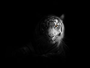 Preview wallpaper tiger, big cat, predator, glance, shadow, black and white