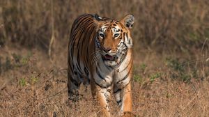 Preview wallpaper tiger, big cat, predator, wildlife, savanna