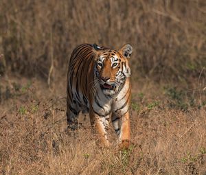 Preview wallpaper tiger, big cat, predator, wildlife, savanna