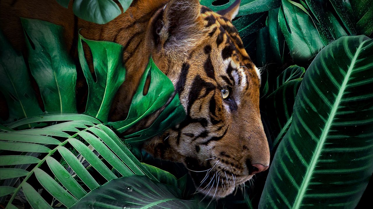 Wallpaper tiger, big cat, predator, jungle, wildlife